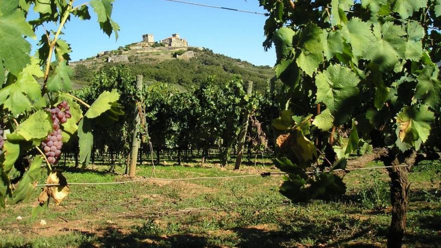 Viñedos de la D.O. Monterrei .  | // FDV