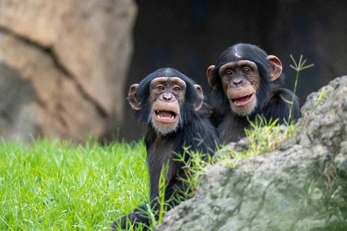 Coco y Djibril, las crías de chimpancé de BIOPARC València.