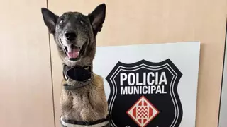 La perra policía de Girona detecta a una persona con 100 gramos de hachís
