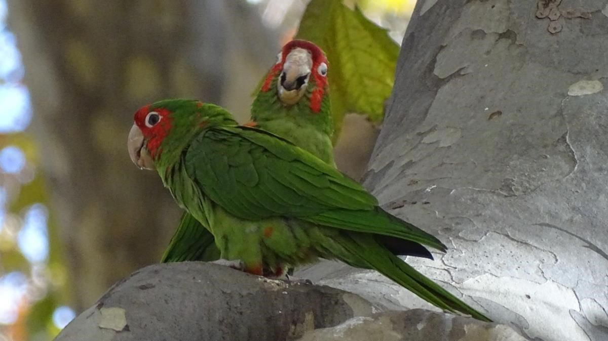 zentauroepp53782215 contra aves200617102411