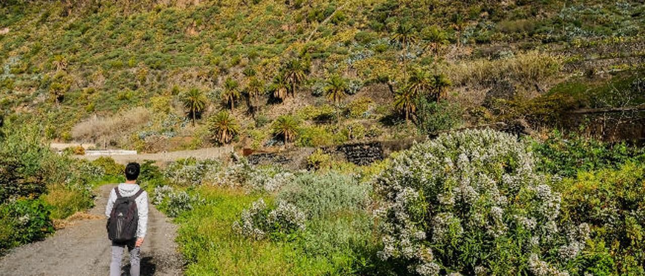 Una red de  sendas a los barrios culmina el paseo por el Guiniguada