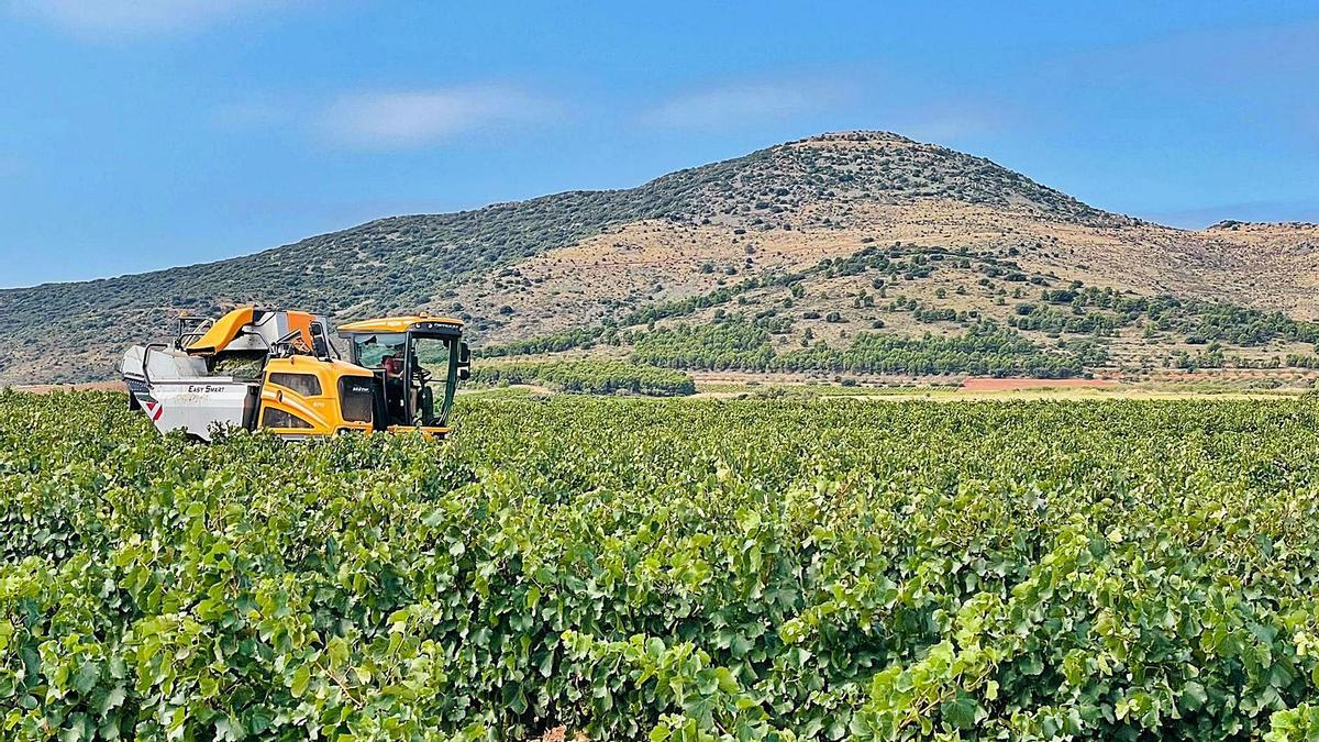 Una máquina vendimiando esta semana uva ‘Chardonnay’ en el paraje Monte Alto de Fuendejalón, en la denominación de origen Campo de Borja. | CAMPO DE BORJA