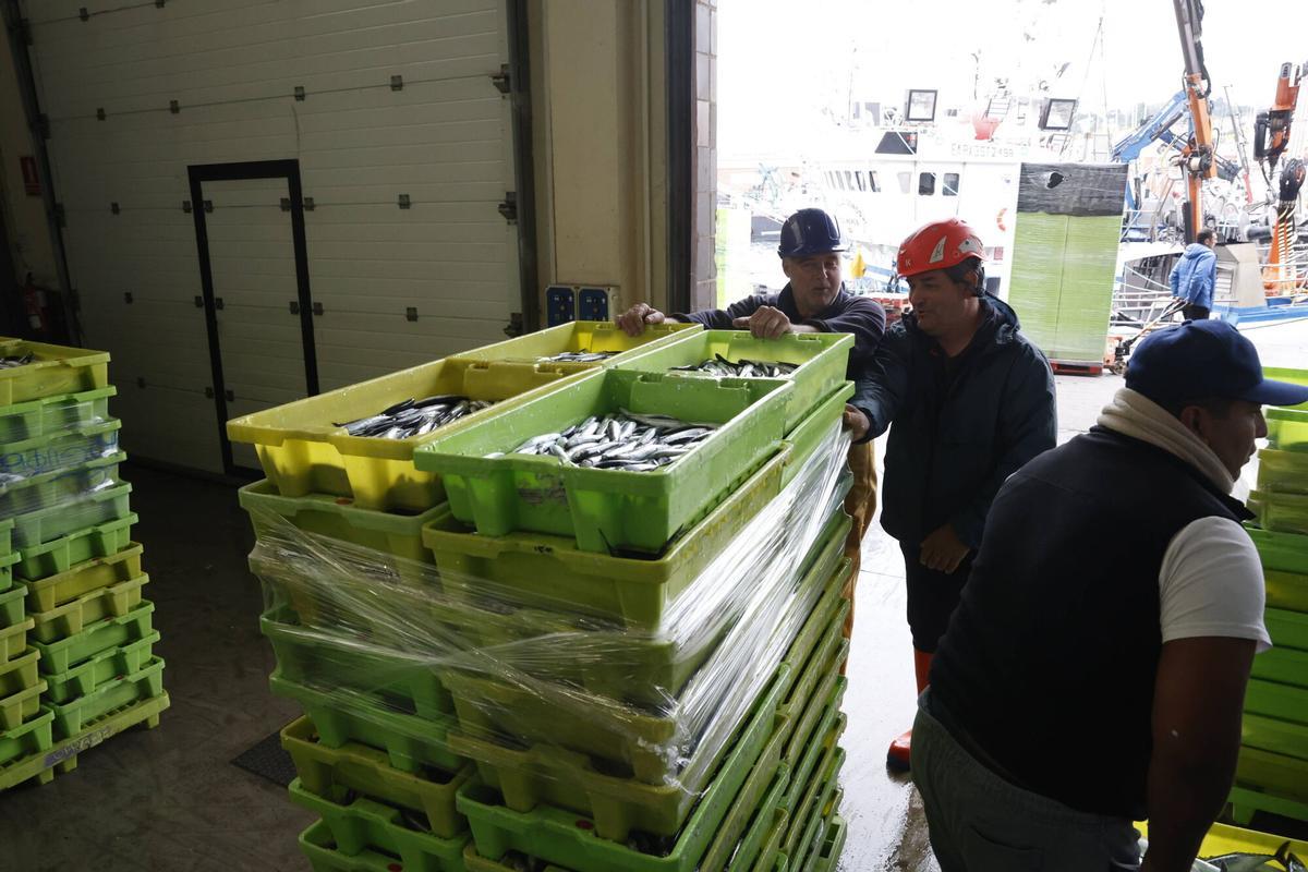 EN IMÁGENES: "Intensa y épica" descarga en Lonja Gijón: más de 65.000 cajas de bocarte y 550.000 kilos de pescado rulado