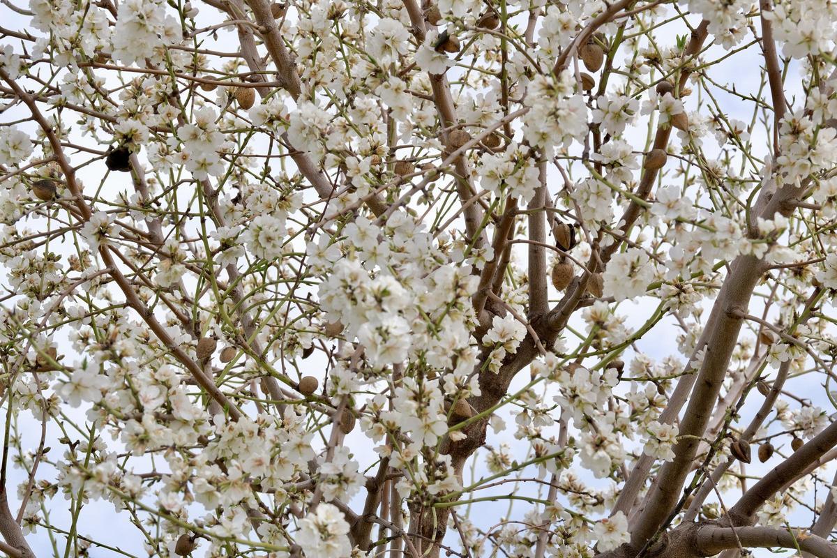 Las fotos de la tardía floración de los almendros en Mallorca Las fotos de la tardía floración de los almendros en Mallorca