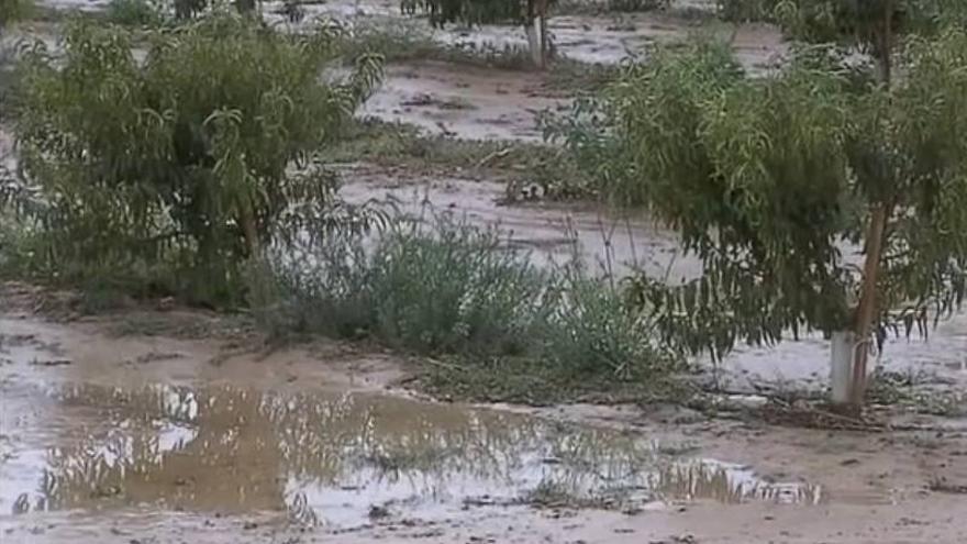 Las tormentas causan daños en 500 hectáreas de frutales