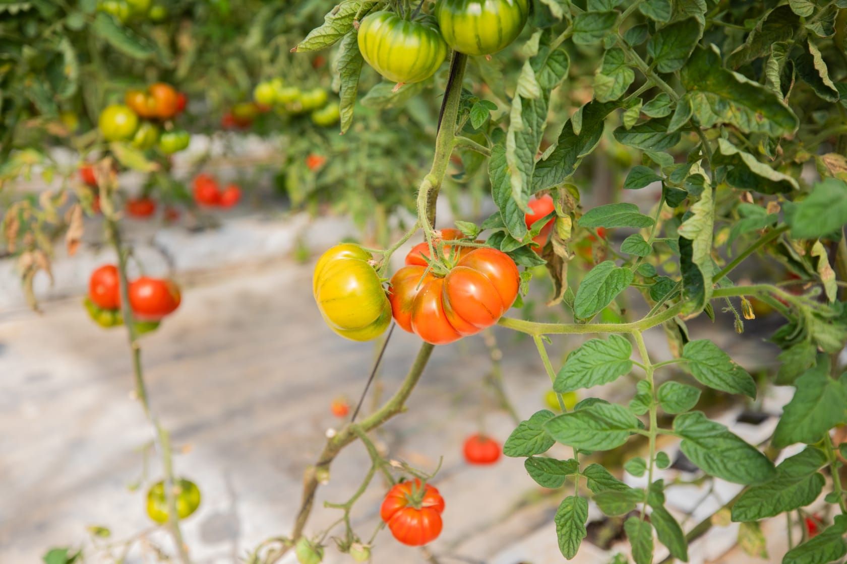 Farm to Fork: Estudiantes de España y Eslovenia visitan la finca agrícola de Hoteles Servigroup en Villajoyosa