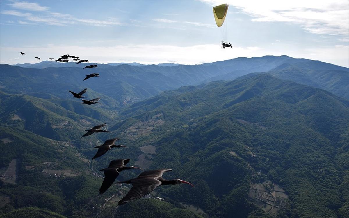 La bandada de ibis sobrevolando Europa.