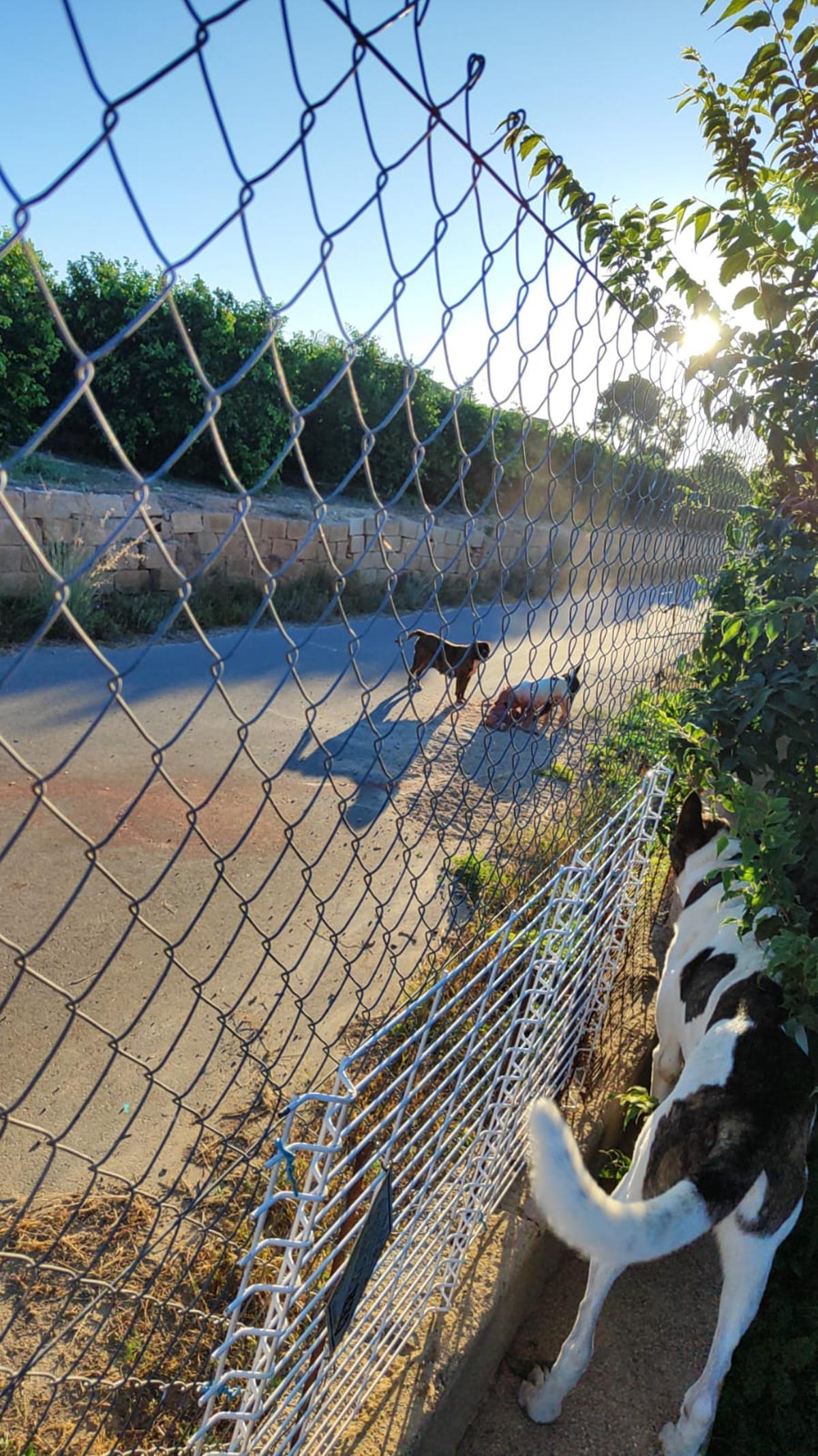 Momento en el que los animales peligrosos atacan y matan al otro perro.