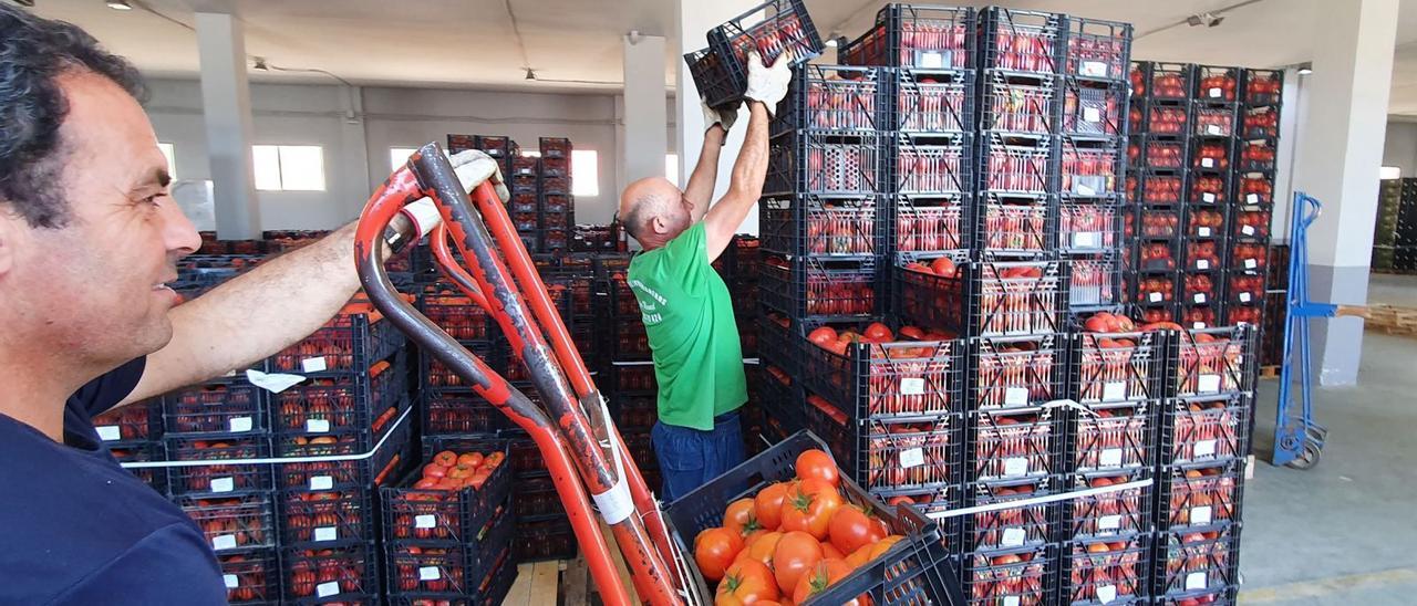 El tomate ha mantenido unos precios en origen bastante significativos durante la pandemia, pero la reapertura de las importaciones genera mucha incertidumbre.