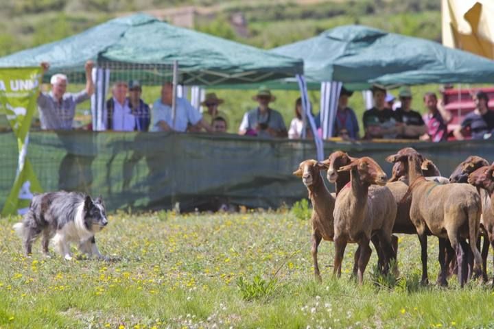 La Valleta de Agres ha sido un año más el escenario del Concurs de Gossos de Ramat