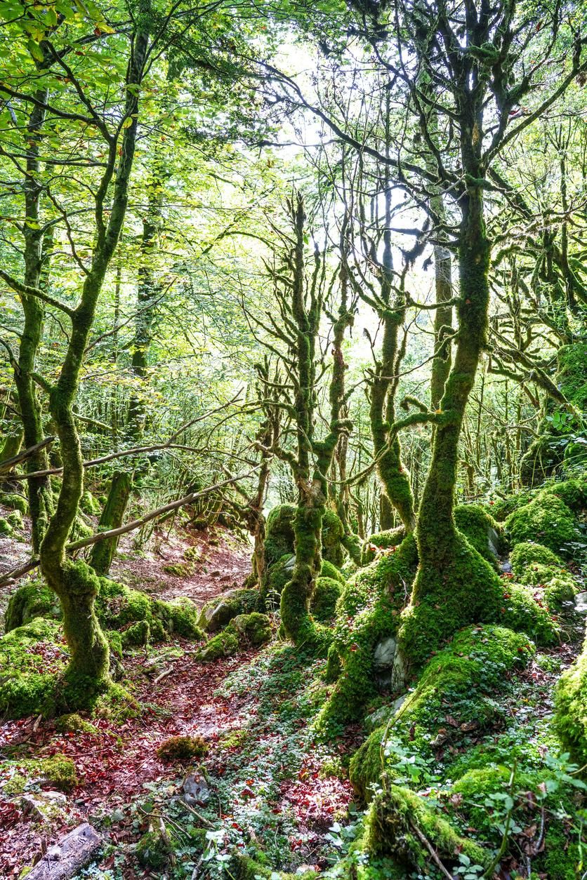 El norte de España es ideal para descubrir bosques