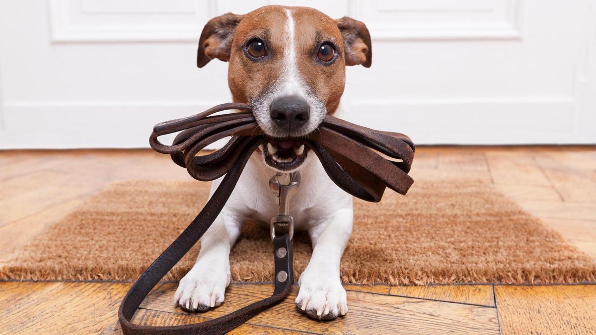 Un perro sostiene una correa