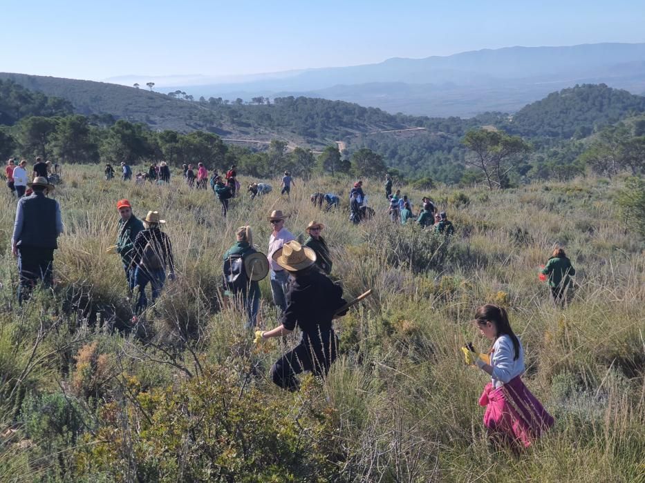 La falla Convento Jerusalén hace una repoblación forestal en Lliria