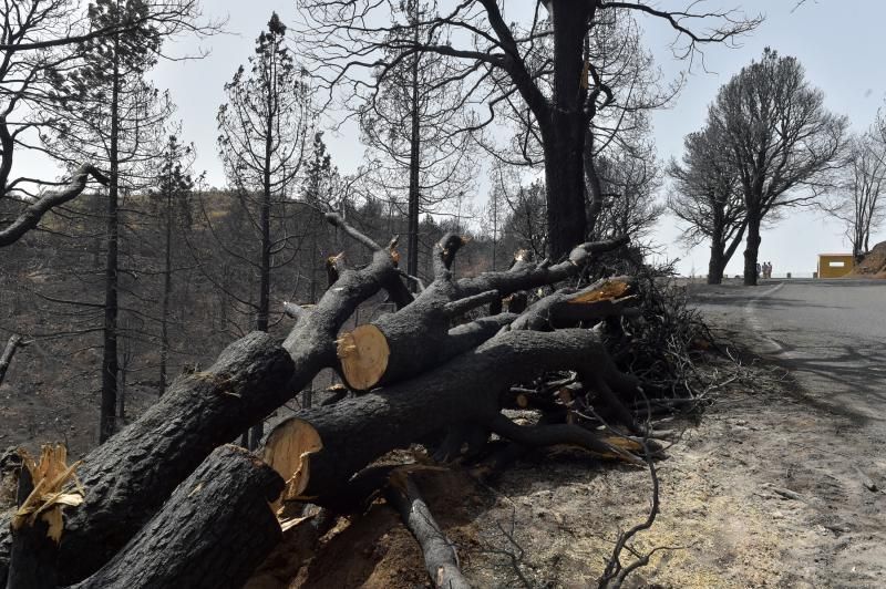 24-08-2019 TEJEDA. Zonas quemadas junto a la carretera de Cruz de Tejeda a Pinos de Galdar  | 24/08/2019 | Fotógrafo: Andrés Cruz