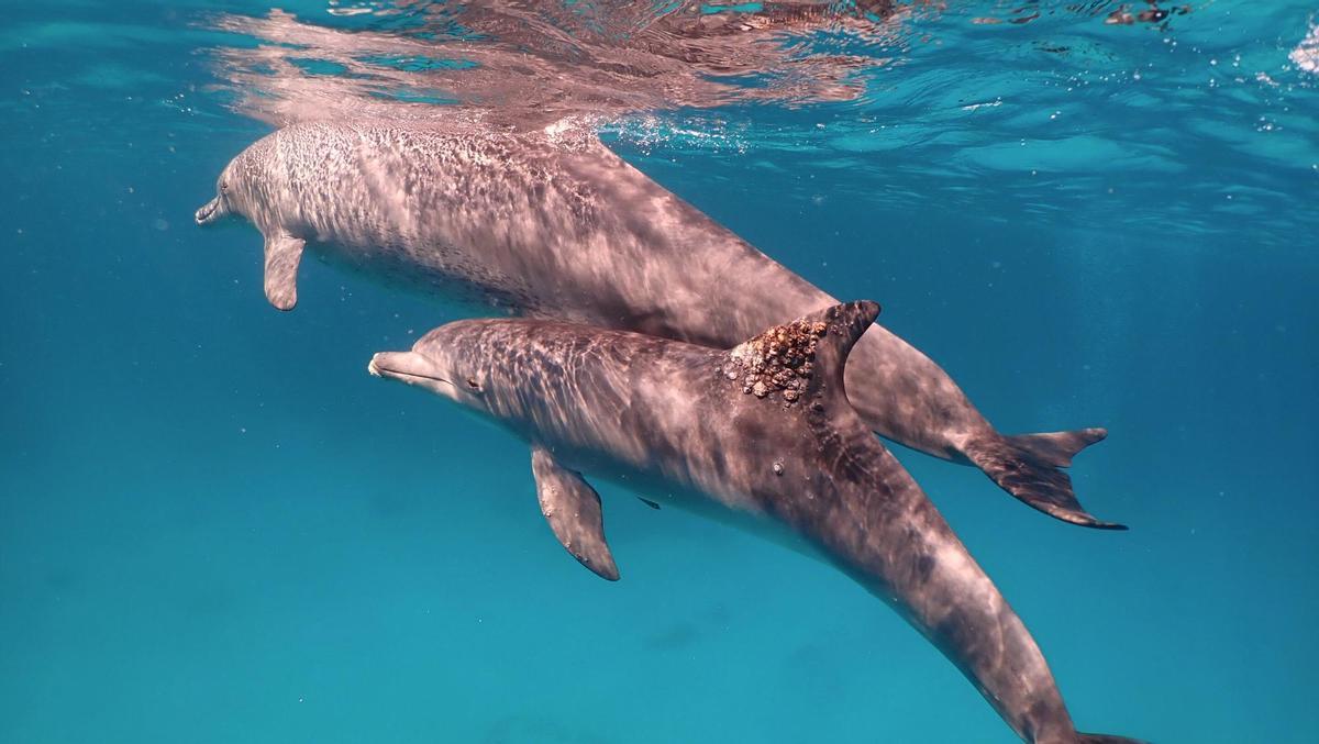 Un delfín con una infección por hongos en su aleta dorsal.