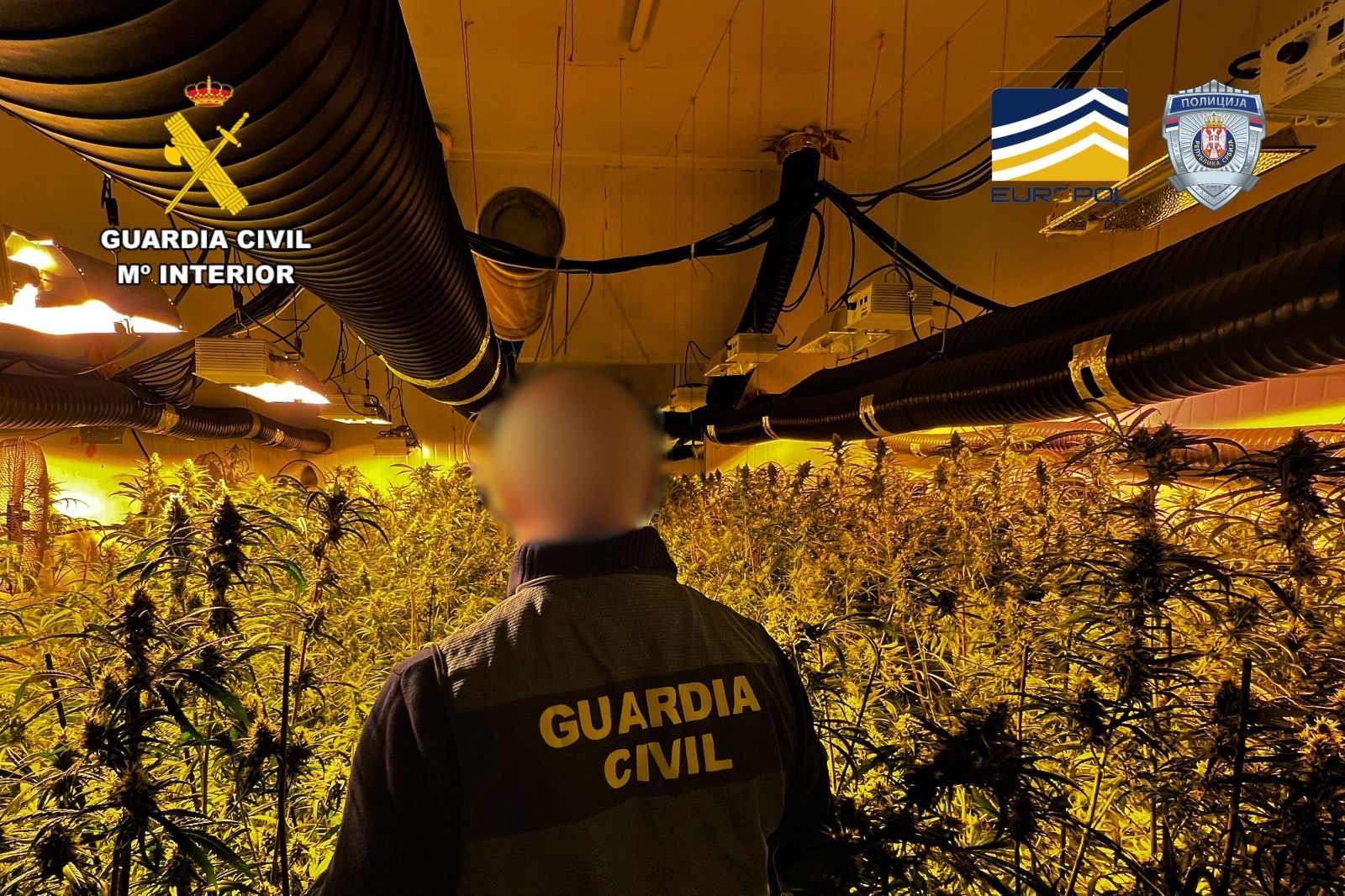 EN IMÁGENES | Desarticulada una banda de Serbia en Zaragoza y Reus por cultivar 4619 plantas de cannabis