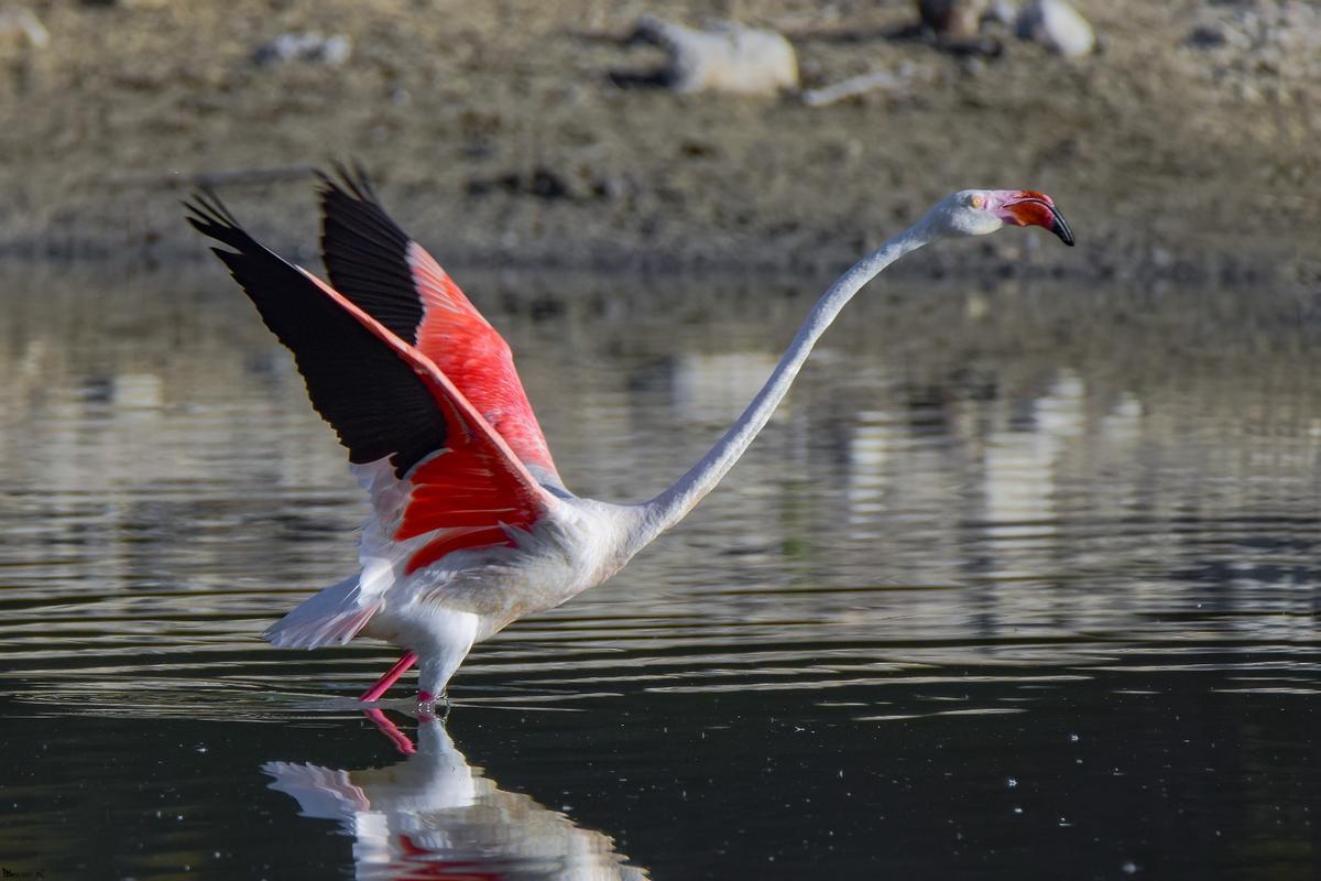 Flamenco común ('Phoenicopterus roseus').