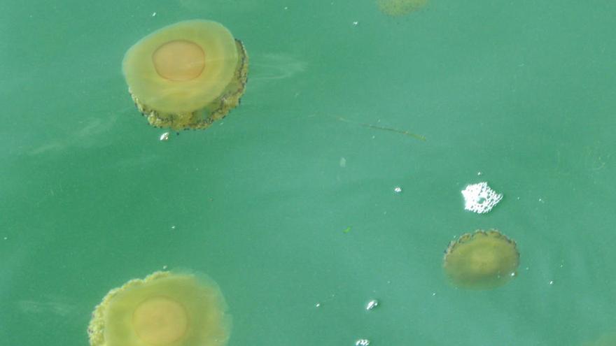 Medusas en el Mar Menor.