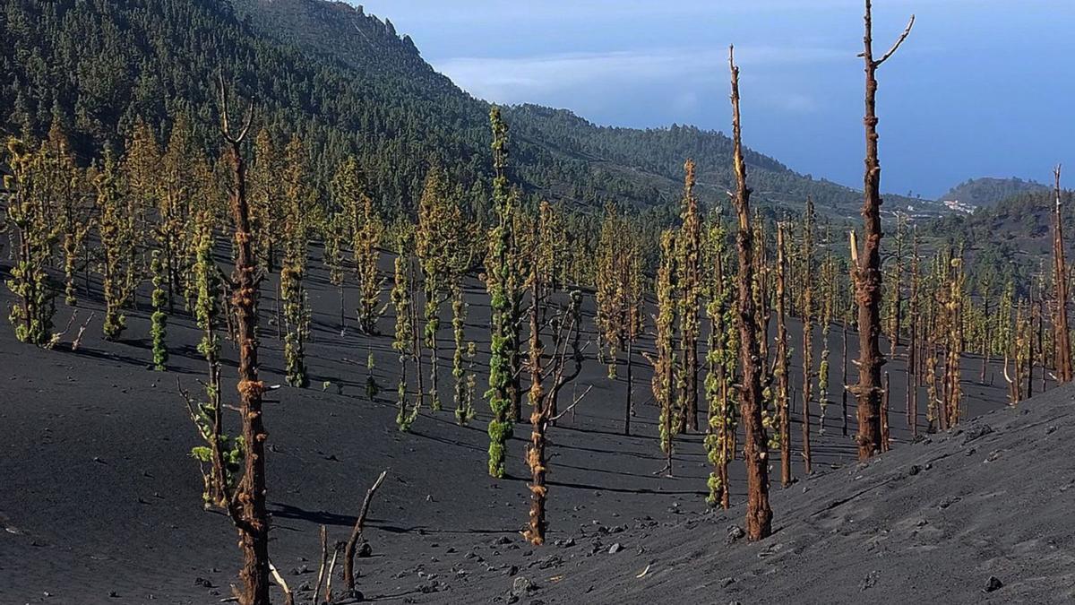 Pinos recuperándose en las proximidades del volcán Tajogaite.