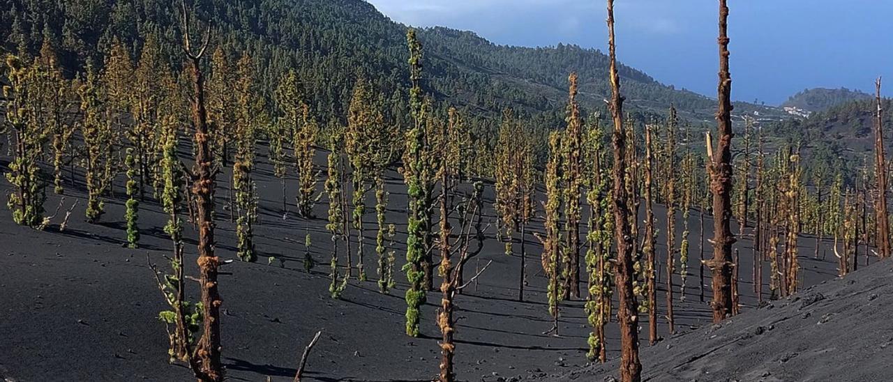 Pinos recuperándose en las proximidades del volcán Tajogaite.