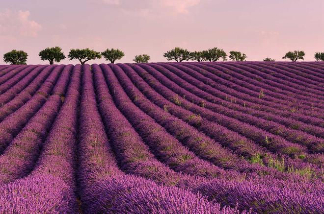 Campo de lavanda en Provenza Francesa