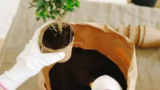 Usa este abono casero para mantener tus plantas llenas de flores