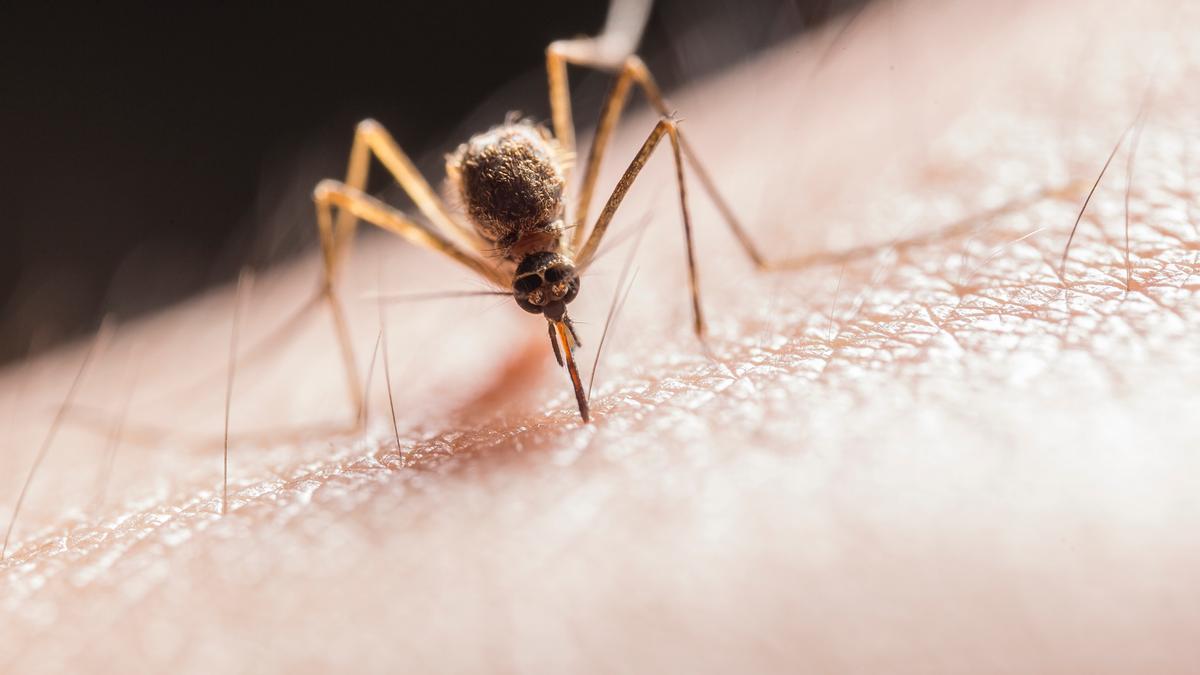 En España hay unas 65 variedades de mosquitos.