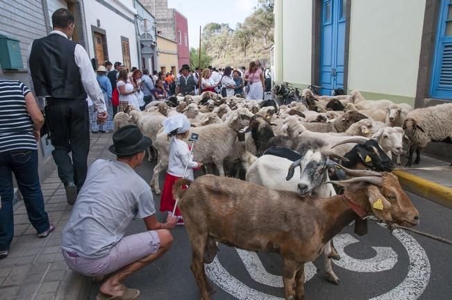 18/06/2016 ARUCAS . Romeria de ARUCAS. Foto: SABRINA CEBALLOS