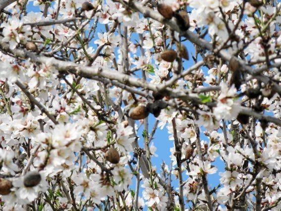 Mandelblüte auf Mallorca