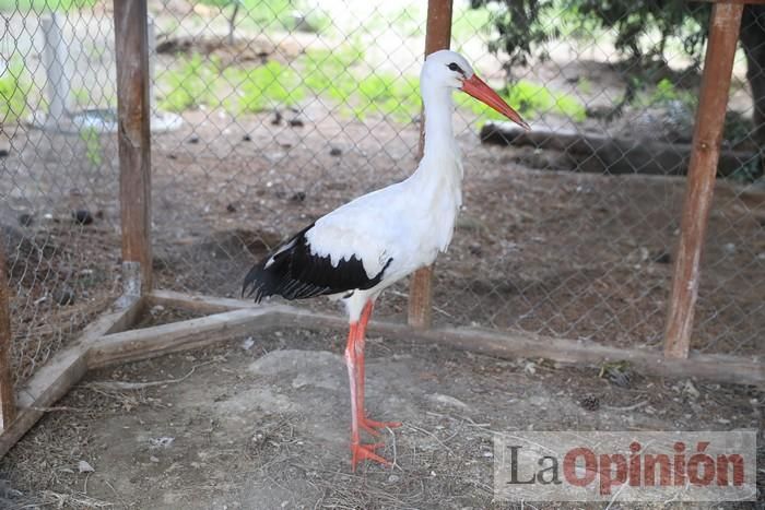 Las Águilas del Sol de Puerto Lumbreras piden ayud