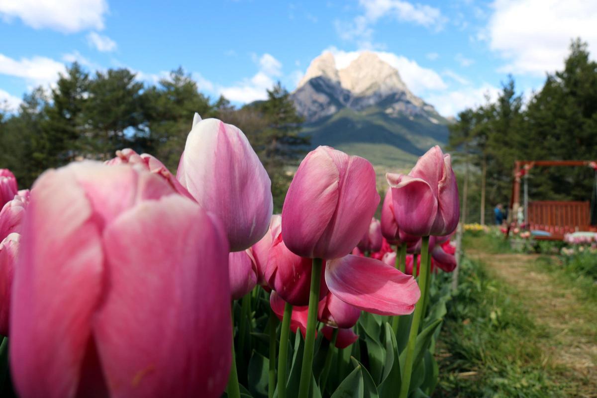 Tulipes en primer terme, i el Pedraforca al fons