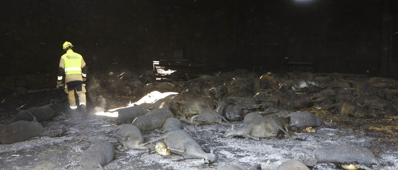 Granja destruida en el incendio del Moncayo.