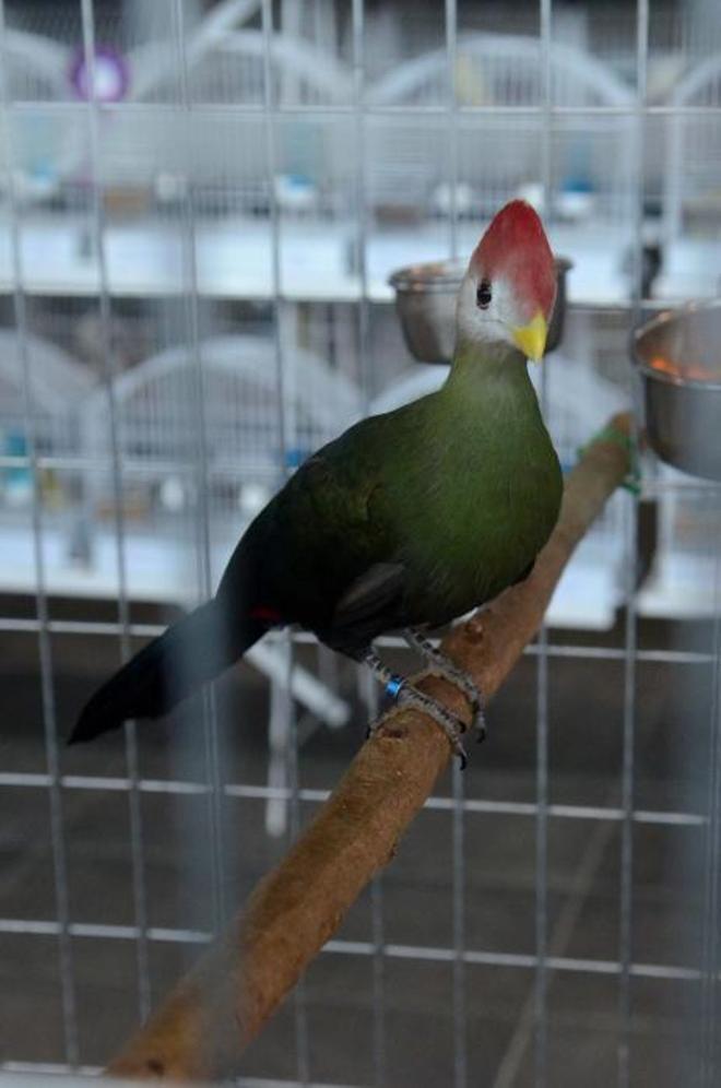 Concurso ornitológico de O Grove: más de dos mil llamativos pájaros y numeroso público