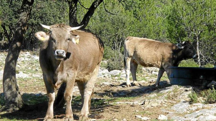 Dos exemplars del ramat de vaques que va atacar dos veïns de Calders, que van resultar ferits greus