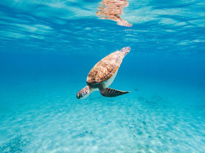 En Socotra las tortugas nadan libres