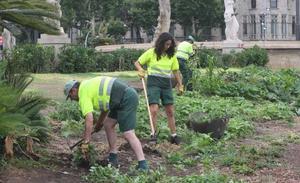 Tres jardiners treballen per rehabilitar una de les zones verdes que envolten la plaça de Catalunya dijous al matí, el primer dia sense acampats en aquest espai públic des del 15-M.