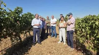 Castilla y León prevé aumentar la cosecha de uva hasta los 329 millones de kilos, un 10,5% más