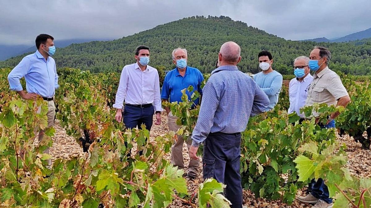 El consejero Luengo (2i) durante su visita a una finca de la Denominación de Origen Vino de Bullas