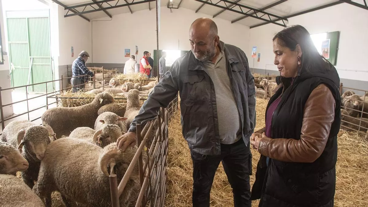 La última subasta de la Diputación de Cáceres reparte 85 machos ovinos: "Es un ganado muy bueno"