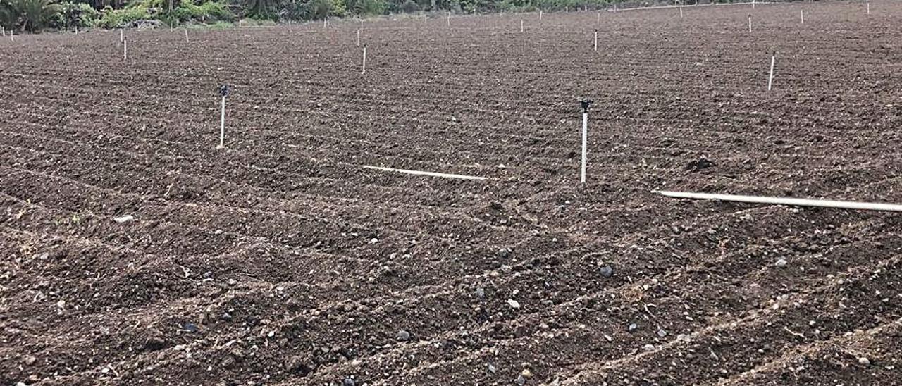 Terreno de papas que nacerán gracias a la lluvia caída.