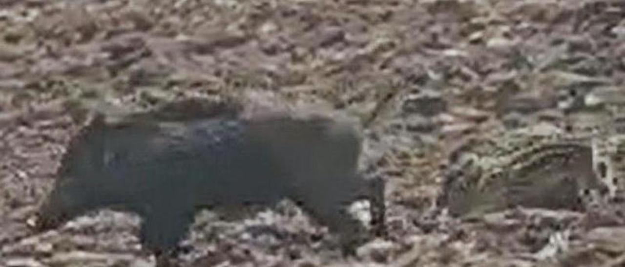 Un jabalí con una cría en una plantación de maíz de Gozón recién sembrada.