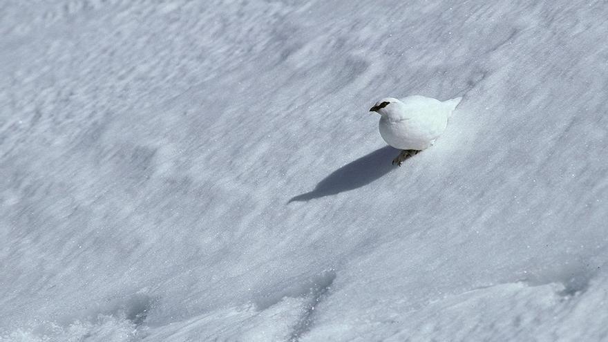 Una de las fotografías de Javier Ara sobre la fauna pirenaica que se exponen en el salón Panadería, de la Ciudadela de Jaca.