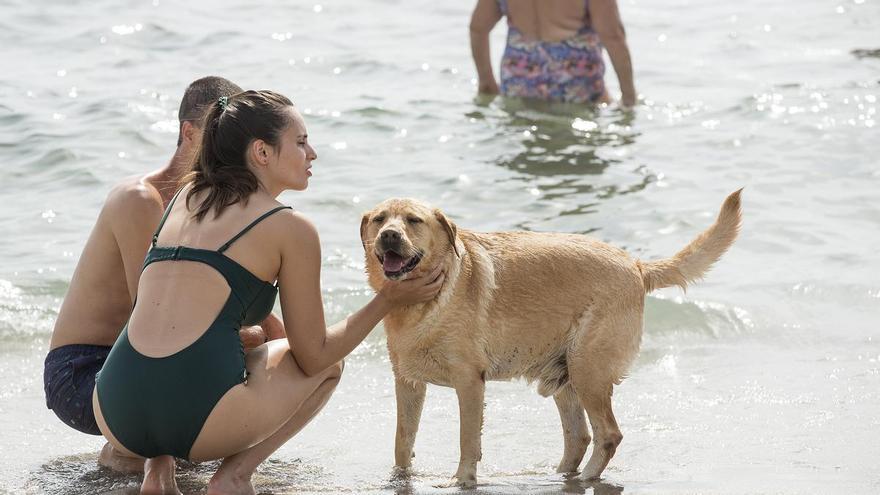 Quinto intento del Ayuntamiento de Alicante de dotar de servicios a la playa de perros de Agua Amarga