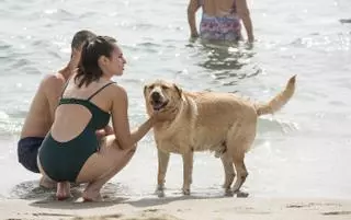 Quinto intento del Ayuntamiento de Alicante de dotar de servicios a la playa de perros de Agua Amarga