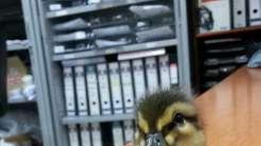 La cría de pato rescatada.