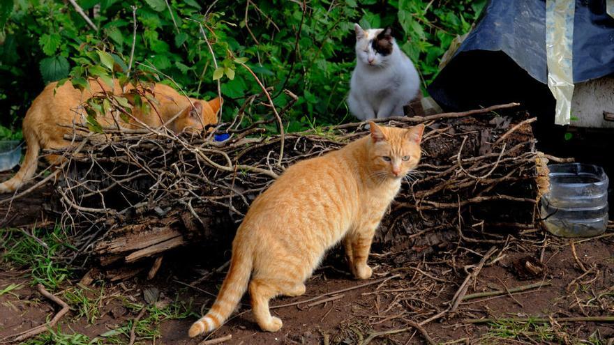 Oviedo tiene 1.000 gatos callejeros agrupados en 107 colonias