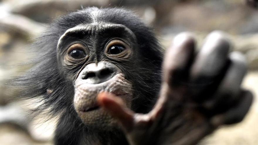 The Origin of the Right Hand: How Bipedalism and a Bigger Brain gjorde oss högerhänta