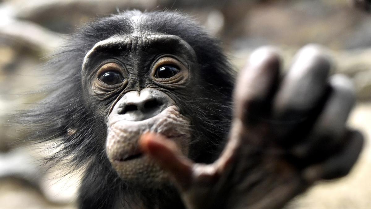 cómo el bipedismo y un cerebro más grande nos hicieron diestros