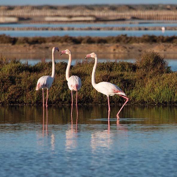 Ses Salines, Ibiza.