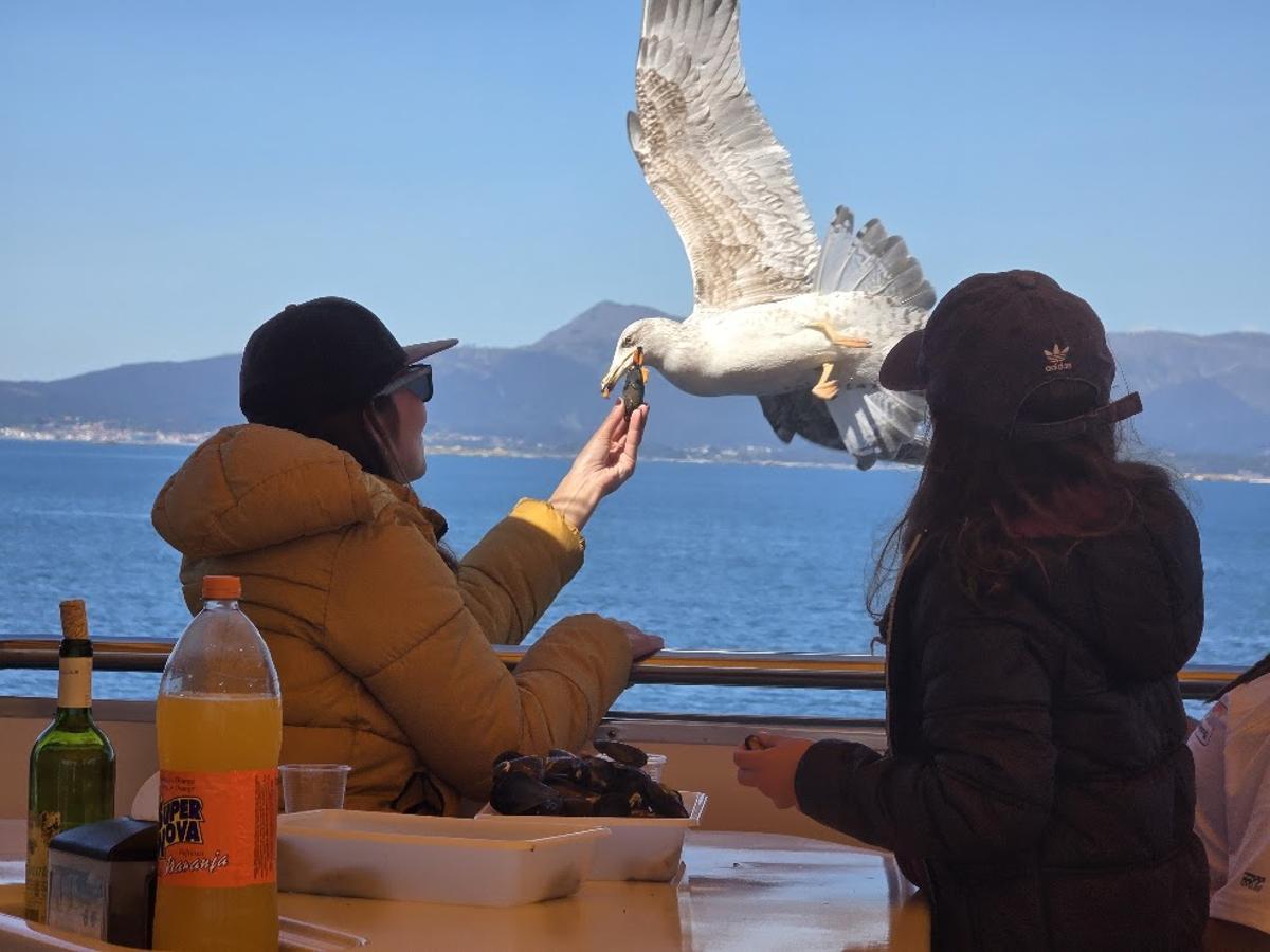 Una viajera ofrece un mejillón a una gaviota.